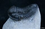 Very D Gerastos Trilobite From Morocco #2073-2